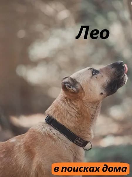 Помочь песику Лео найти дом