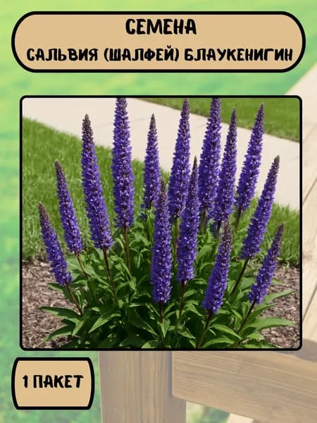 Сальвия (шалфей) Блаукенигин, семена 10 шт