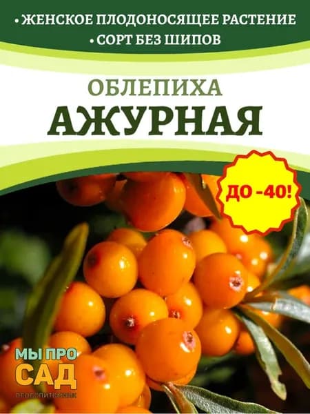 Облепиха без шипов «Ажурная»
