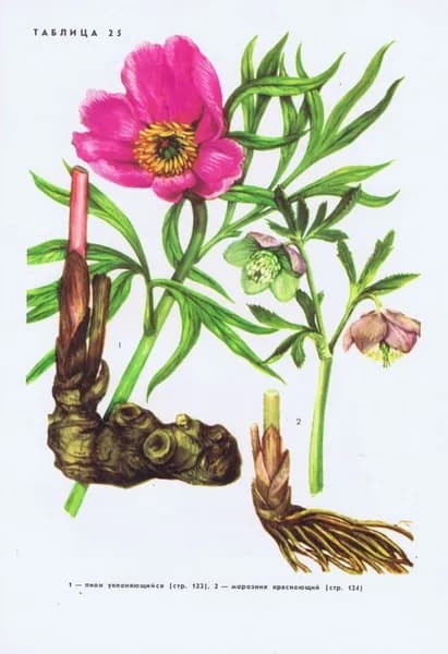 Цветы. Пион, морозник, живокость (дельфиниум), аконит. Двухсторонняя антикварная офсетная литография. СССР, 1976 год