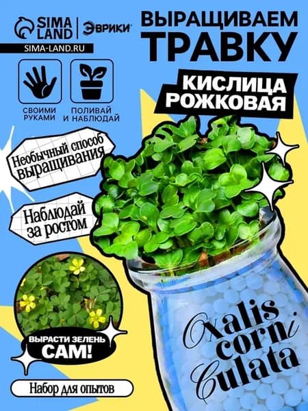 Набор для опытов «Выращиваем травку», своими руками, голубой