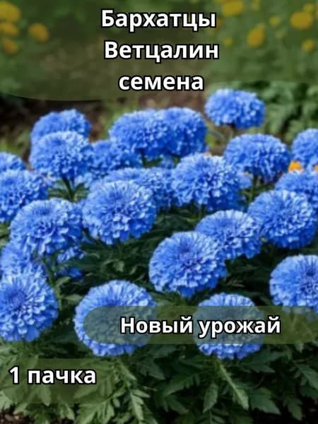 Бархатцы Ветцалин, семена 10шт