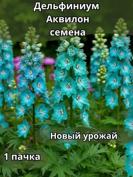 Дельфиниум Аквилон, семена 10шт