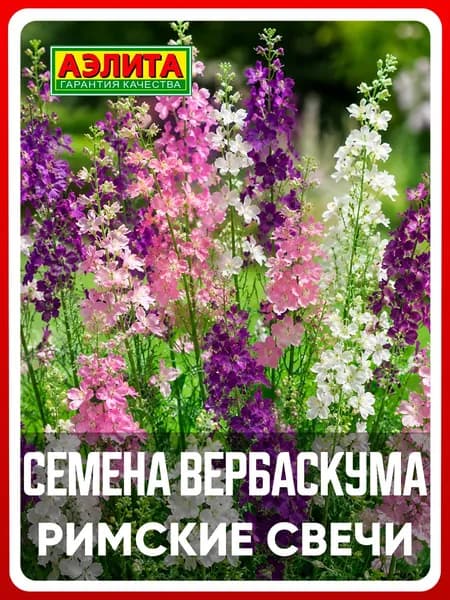 Семена вербаскум "Римские свечи", смесь, 0,05 г, многолетние цветы, для дачи, сада и огорода, клумбы, в открытый грунт