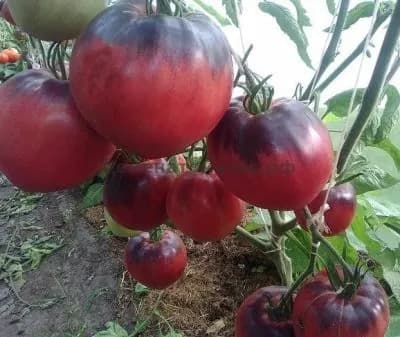 Коллекционные семена томата Сержант Пеппер из Риги