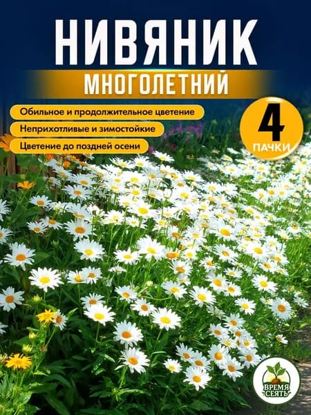 семена нивяника многолетнего