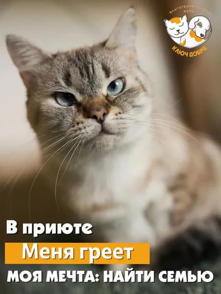 Помочь кошке Латифе найти дом
