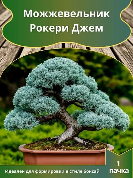 Можжевельник Рокери Джем , семена 10 шт. (бонсай)