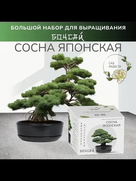 Набор для выращивания японской сосны Бонсай многолетник