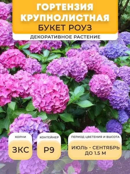 Гортензия крупнолистная саженец Букет роуз, P9 – 0,5 л