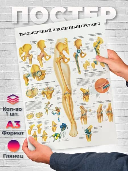 Постер "Тазобедренный и коленный суставы А3", 42х29.7 см