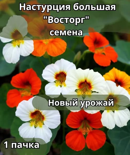 Настурция большая , семена 10 шт"Восторг"