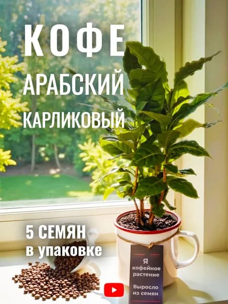 Семена Кофе арабский карликовый Кафа, 5 шт, для домашнего выращивания