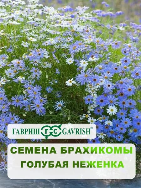 Семена Брахикомы "Голубая неженка" 0,02 гр.