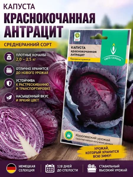 Капуста краснокочанная Антрацит семена, среднеранний сорт до 2,5кг для зимнего хранения