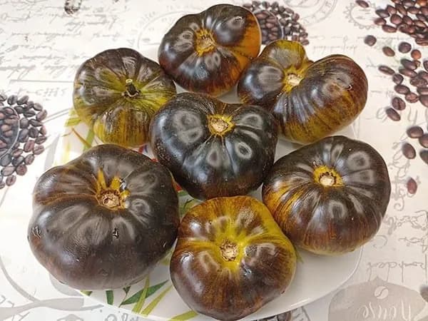 Коллекционные семена томата Гном Ребелла