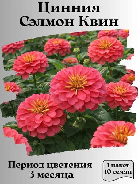 Цинния Сэлмон Квин, семена, 10 шт.
