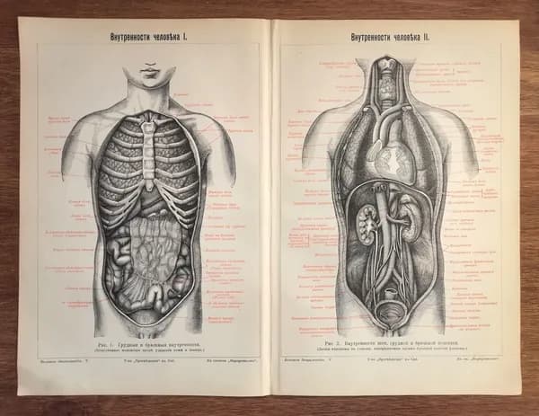 Органы человека. Антикварная гравюра. Старинный анатомический рисунок. Анатомия, Медицина. Россия, 1901 год