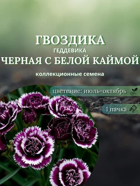 Гвоздика (Геддевика) Черная с белой каймой, семена, 10 шт.