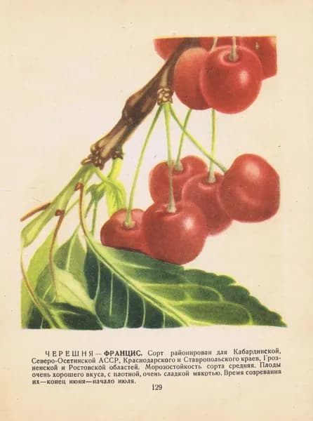 Антикварная двухсторонняя офсетная литография. Черешня сортов Францис и слива Анна Шпет. СССР, 1957 год