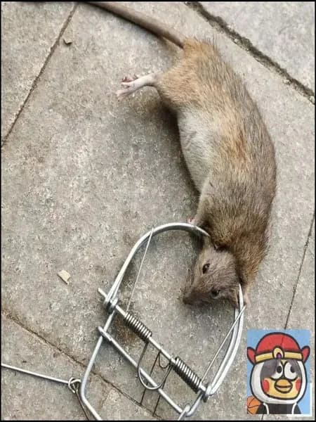 Ловушка металлическая для крыс