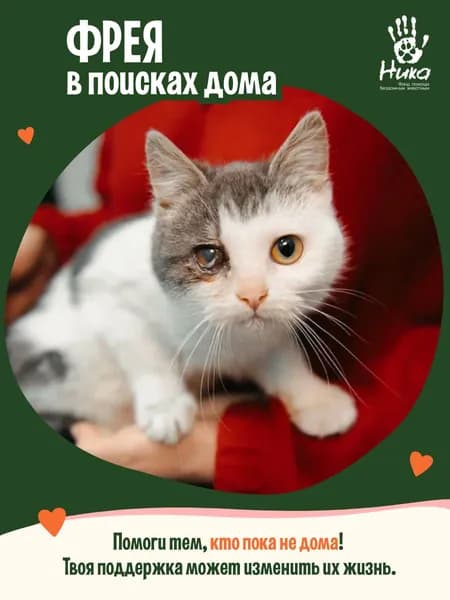 Помочь Фрее найти дом