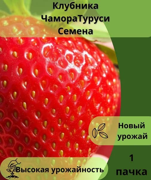 Клубника "Чамора Туруси, семена 10шт"