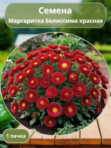 Маргаритка Белиссима красная, семена 10 шт