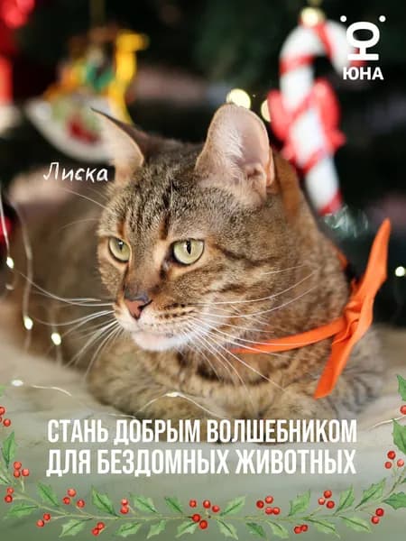 Помочь Лиске найти дом