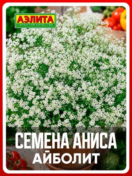 Семена анис овощной "Айболит", 0,5 г, для дома, дачи и огорода, зелень из семян, в открытый грунт, в горшок