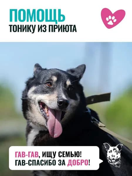 Помочь Тонику найти дом