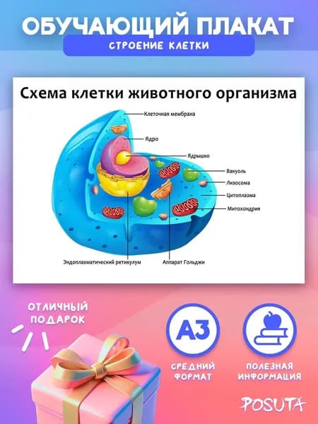 Обучающие постеры Строение клетки
