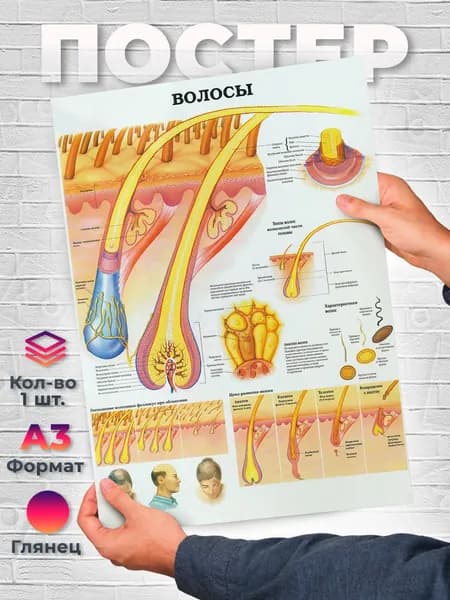 Постер "Строение волоса А3", 42 см х 29.7 см