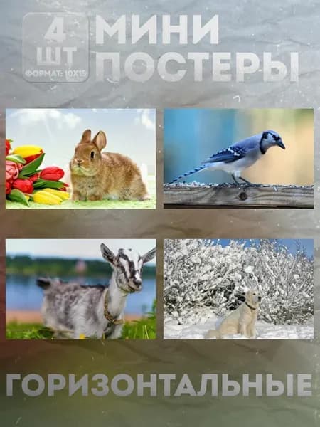 Мини постеры 10 на 15 (набор) «Животные» 4 шт