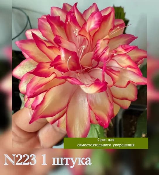 Декабрист