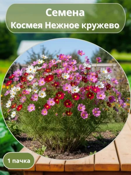 Космея Нежное кружево, семена 10 шт