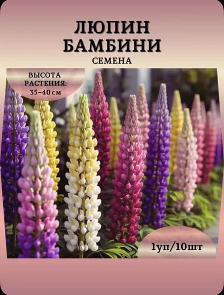 Семена Люпин Многолетний, многолетний 15 семян