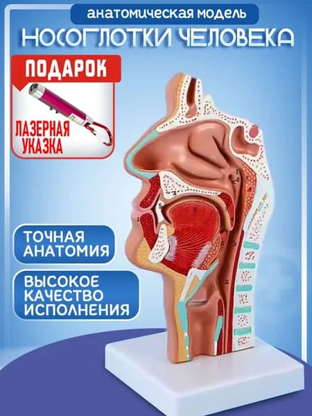 Анатомическая модель НОСОГЛОТКИ (полости носа, рта и горла человека). Учебное пособие макет по анатомии модели горла, лазер с фонариком в комплекте