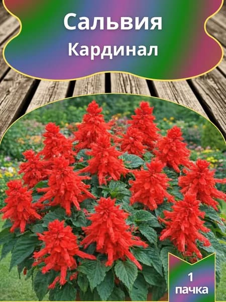 Сальвия (шалфей) Кардинал , семена 10 шт.