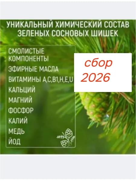 Сосновая шишка молодая, молочная. Сбор 2026 год.