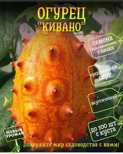 Огурец Кивано (Африканский огурец), коллекционные семена, 10 шт.