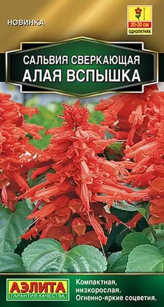 Семена Сальвия сверкающая Алая Вспышка (15 семян) - Аэлита. Компактная, ярко-красная, для клумб и горшков