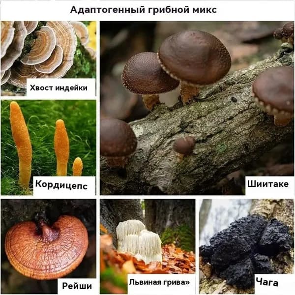 Капсулы с метиленовым синим (METHYLENE BLUE) на основе натуральных экстрактов (линчжи и др.)