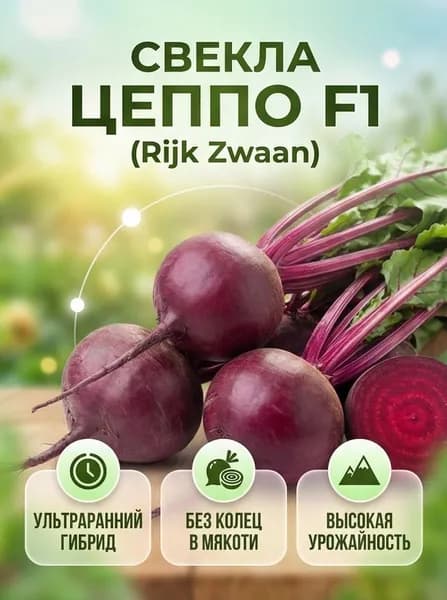 Свекла Цеппо F1 (Zeppo F1 производства Rijk Zwaan, Голландия )