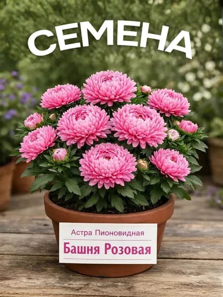 Астра Пионовидная Башня розовая, семена, 0.3г