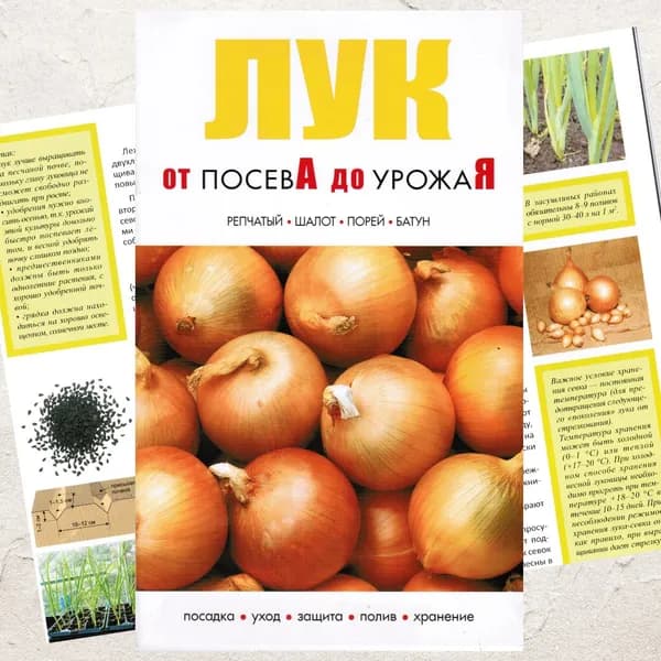 Лук от посева до урожая