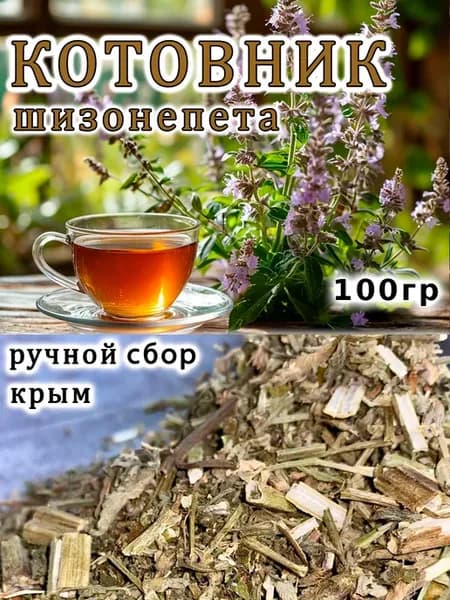 Шизонепета трава