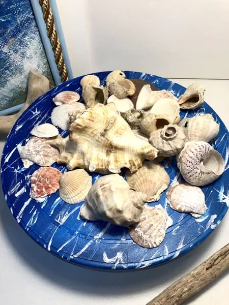Ракушки морские и океанские средние со сколом 5-12 см, 500 гр./Декор для аквариума/ракушки для декорирования/