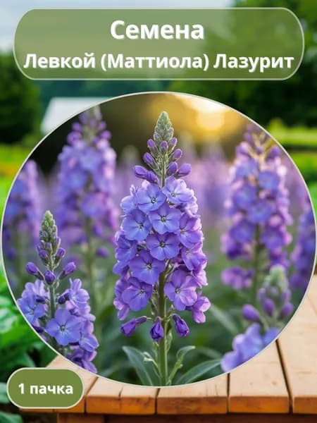 Левкой (Маттиола) Лазурит, семена 10 шт