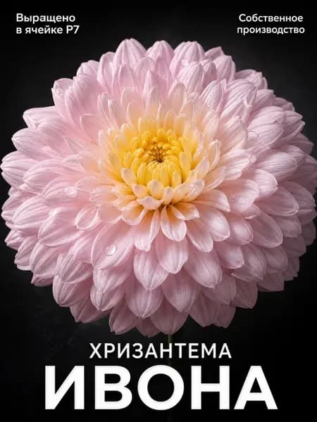 Хризантемы многолетние саженцы кустовые низкорослая Ивона